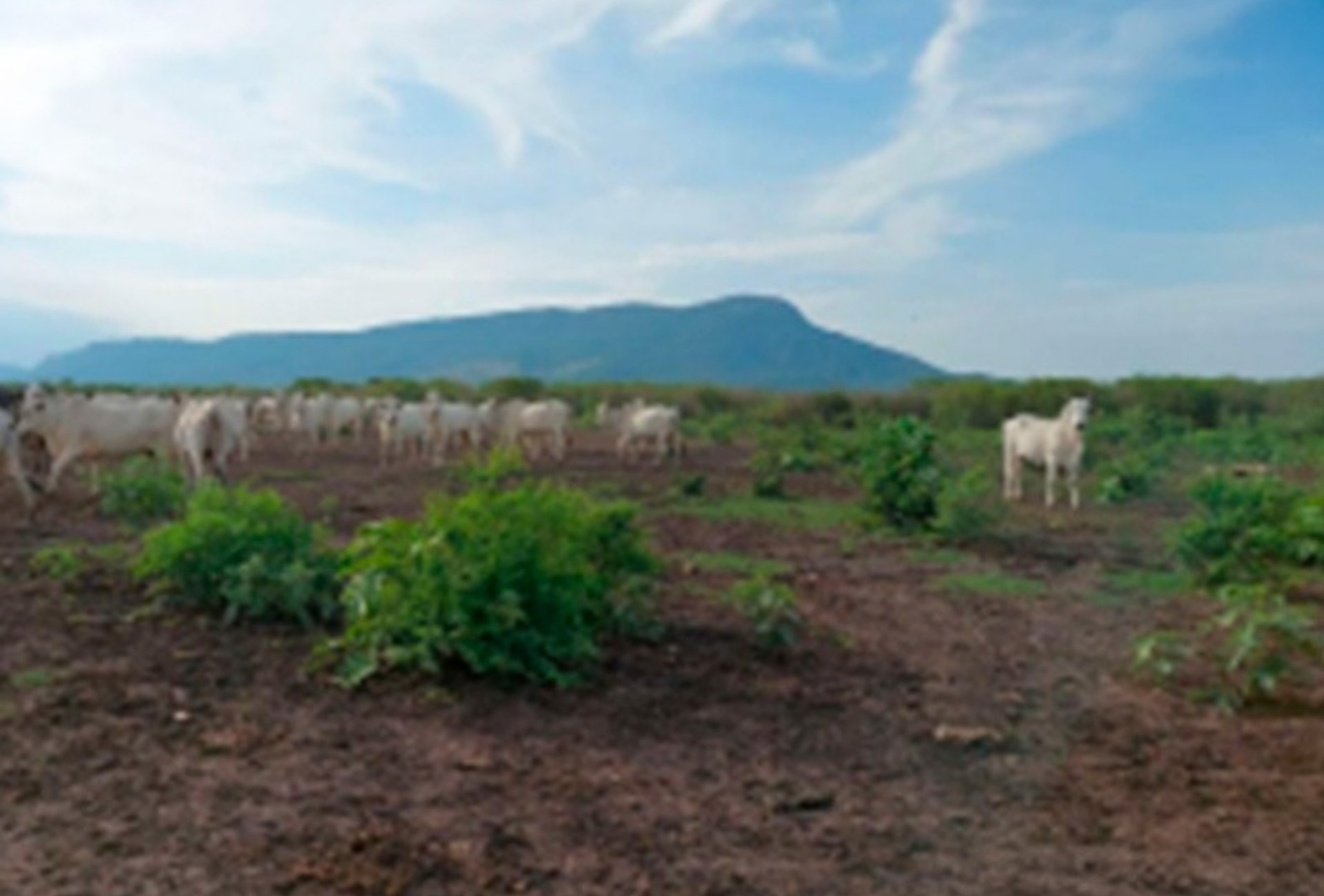 Fazenda no Pantanal é investigada por suspeita de desmatamento sem licença ambiental