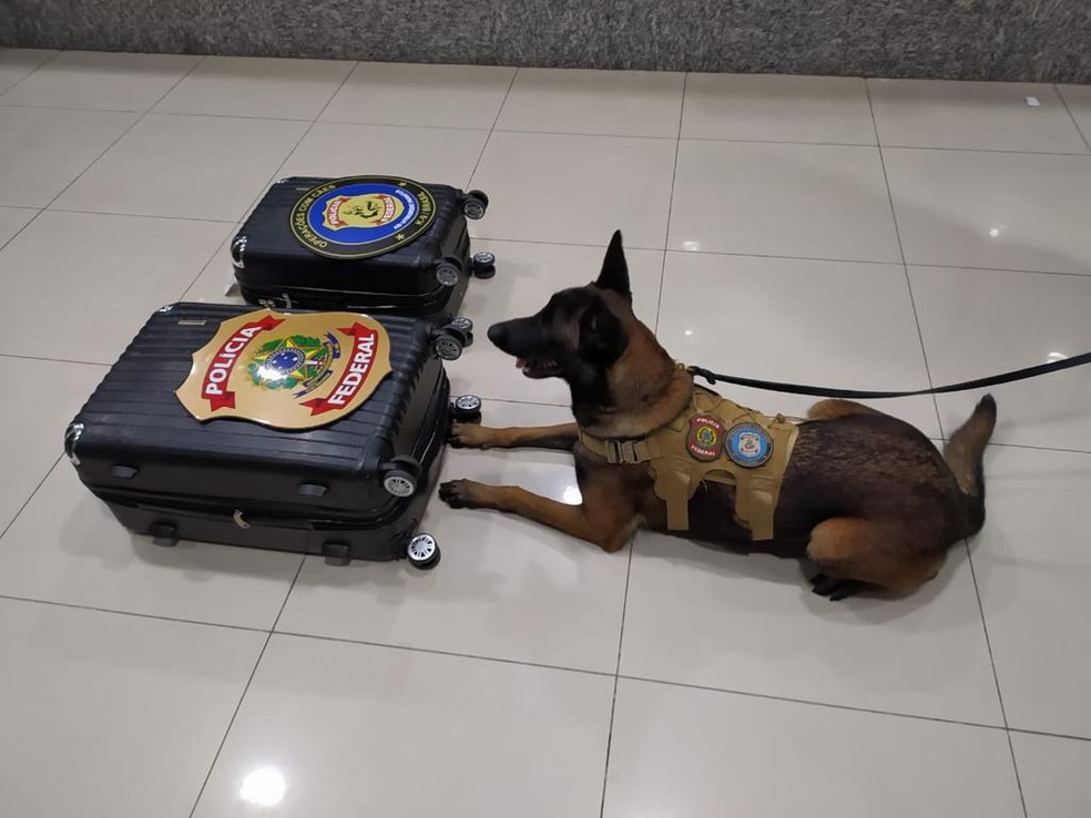 Entorpecente foi localizado  durante uma fiscalização de rotina, com a ajuda da cadela farejadora Mila. — Foto: Polícia Federal/ Divulgação
