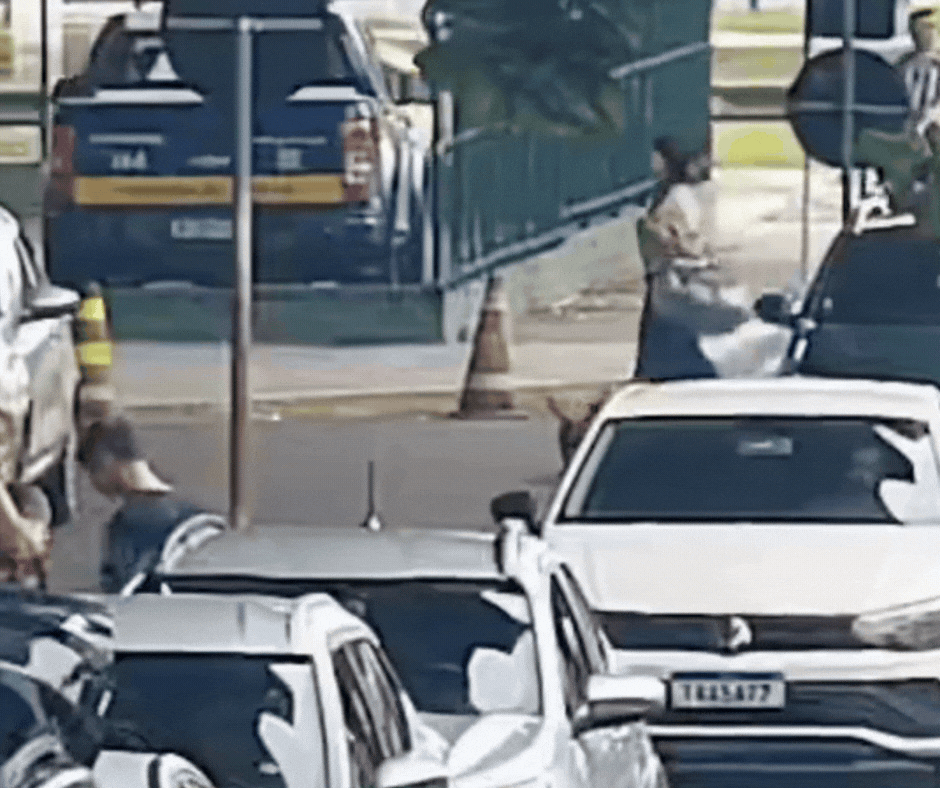 Passageira abandona cadela em rodoviária e é indiciada por maus-tratos em Florianópolis; VÍDEO