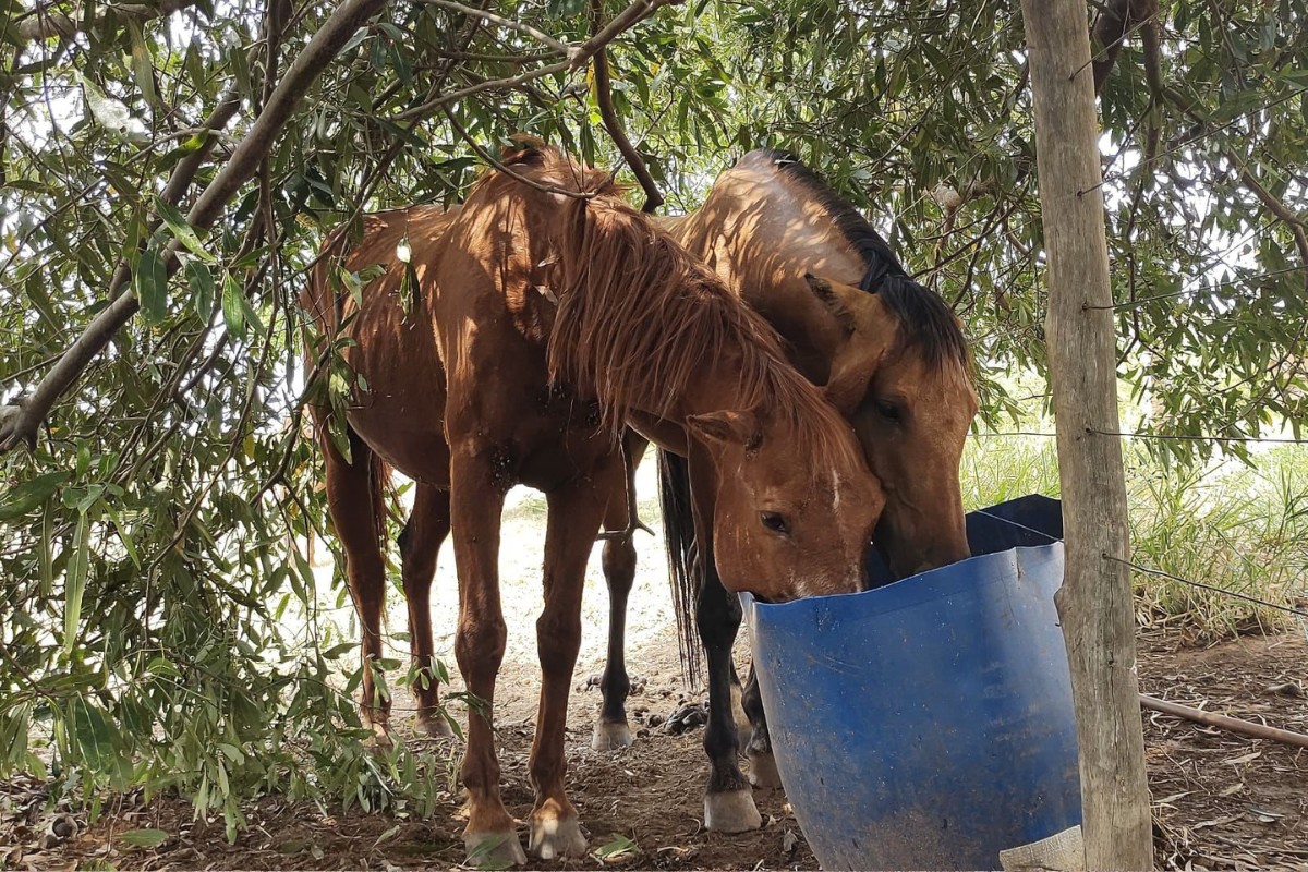 Homem é multado em R$ 15 mil por maus-tratos e morte de cavalo em Presidente Bernardes