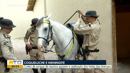 Coleta de sague é realizada em equinos para testes de coqueluche e meningite em humanos
