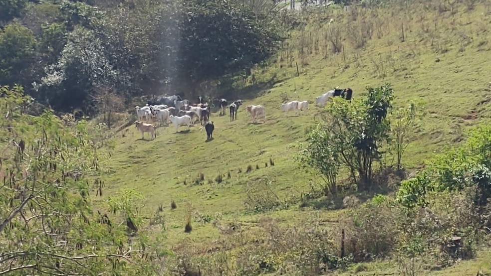 Fiscalização constatou a presença irregular de gado em parque ecológico — Foto: Polícia Militar Ambiental