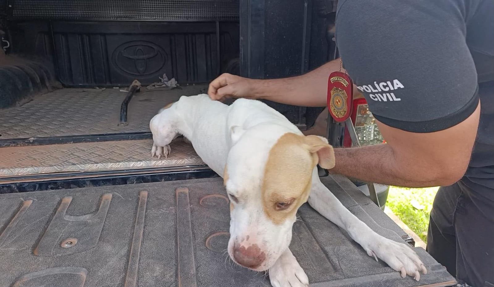 Barbeiro é preso por maus-tratos a cães em Paragominas, no PA