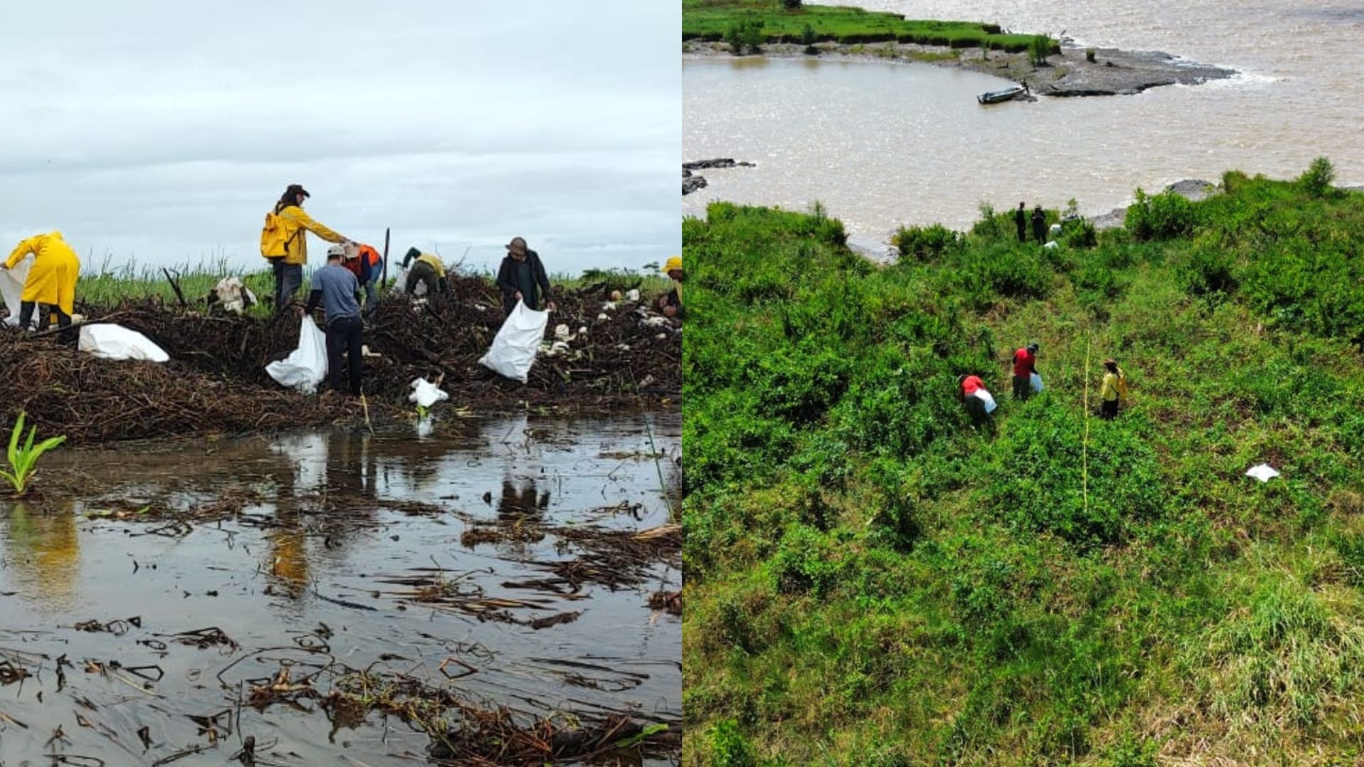 Ação retira mais de 2 mil pedaços de plástico de ‘berçário’ de onças-pintadas no litoral do Amapá