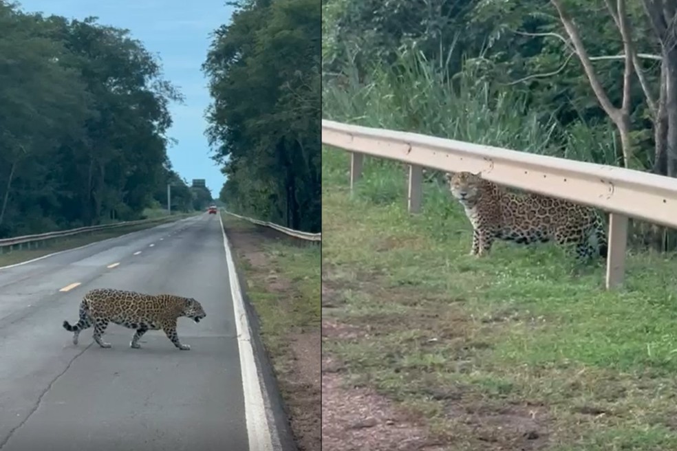 Gigante do Pantanal na estrada: onça-pintada surpreende motoristas na BR-262