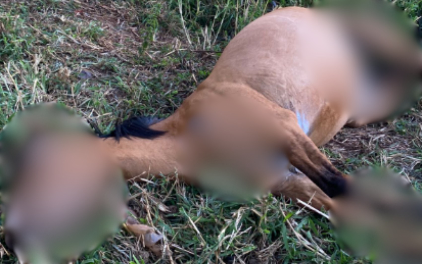Polícia investiga morte de água por maus tratos em Ipuã, SP