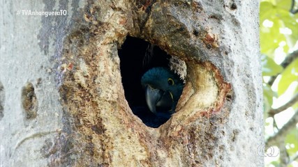 Ambientalistas fazem ninhos artificiais para araras que estavam ameaçadas de extinção
