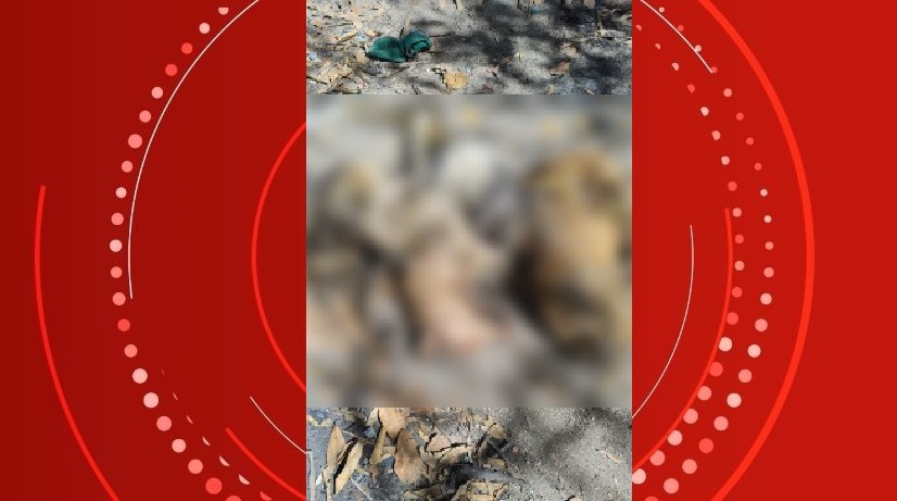 Quatro cães são atropelados e mortos em Maceió; motorista foi identificado e intimado