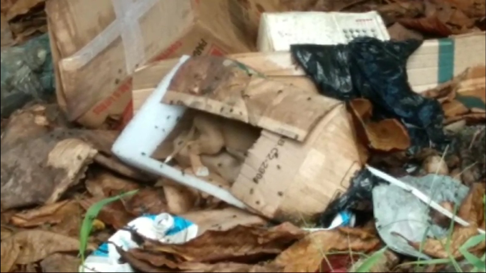 Cães filhotes são abandonados em terreno baldio e cheio de lixo em Belém
