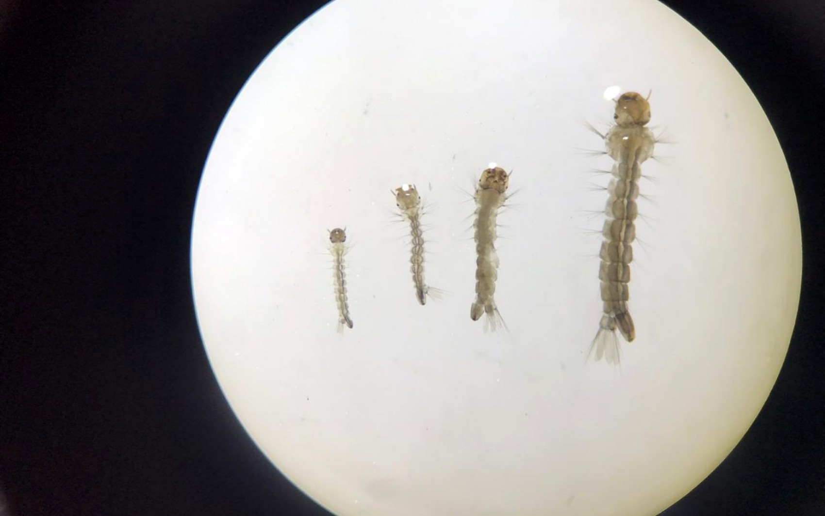 Estudo de universidade mineira usa extrato de café para combater mosquito da dengue com quase 100% de eficácia