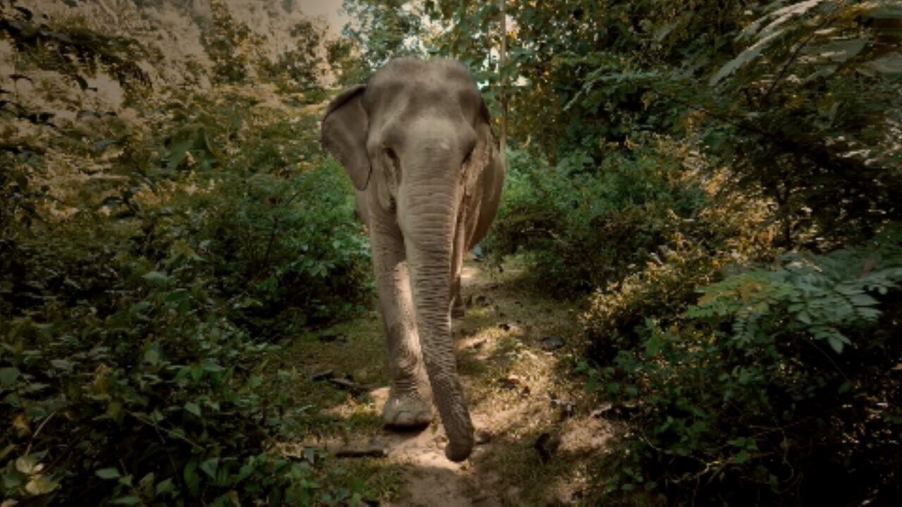 'Jornada da Vida': conheça santuário que salva elefantes explorados no Laos, no Sudeste Asiático