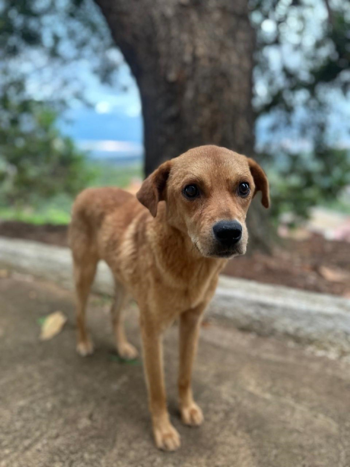 Cachorro comunitário é encontrado morto com sinais de envenenamento em MG