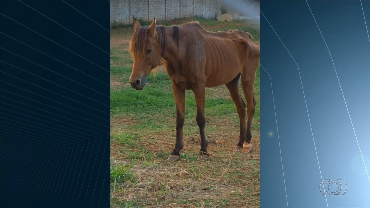 Após supostos maus-tratos, cuidadora de cavalo diz que animal é