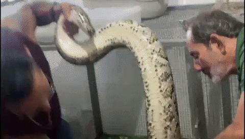 Ibama e PF fecham criatório ilegal de répteis; vídeo mostra píton gigante em cativeiro