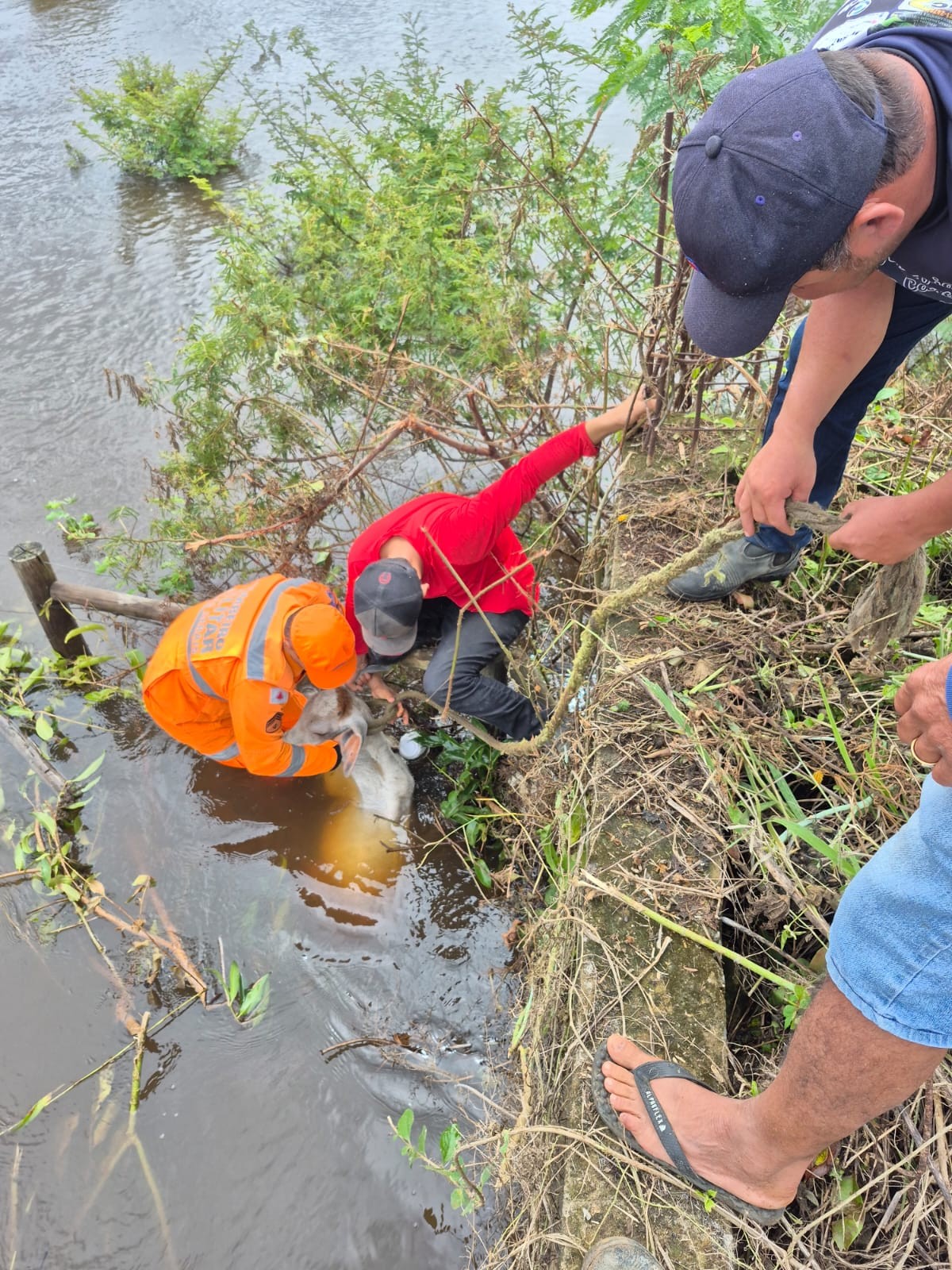 Preso em cerca de área inundada e correndo risco de afogamento, bezerro é resgatado em MG