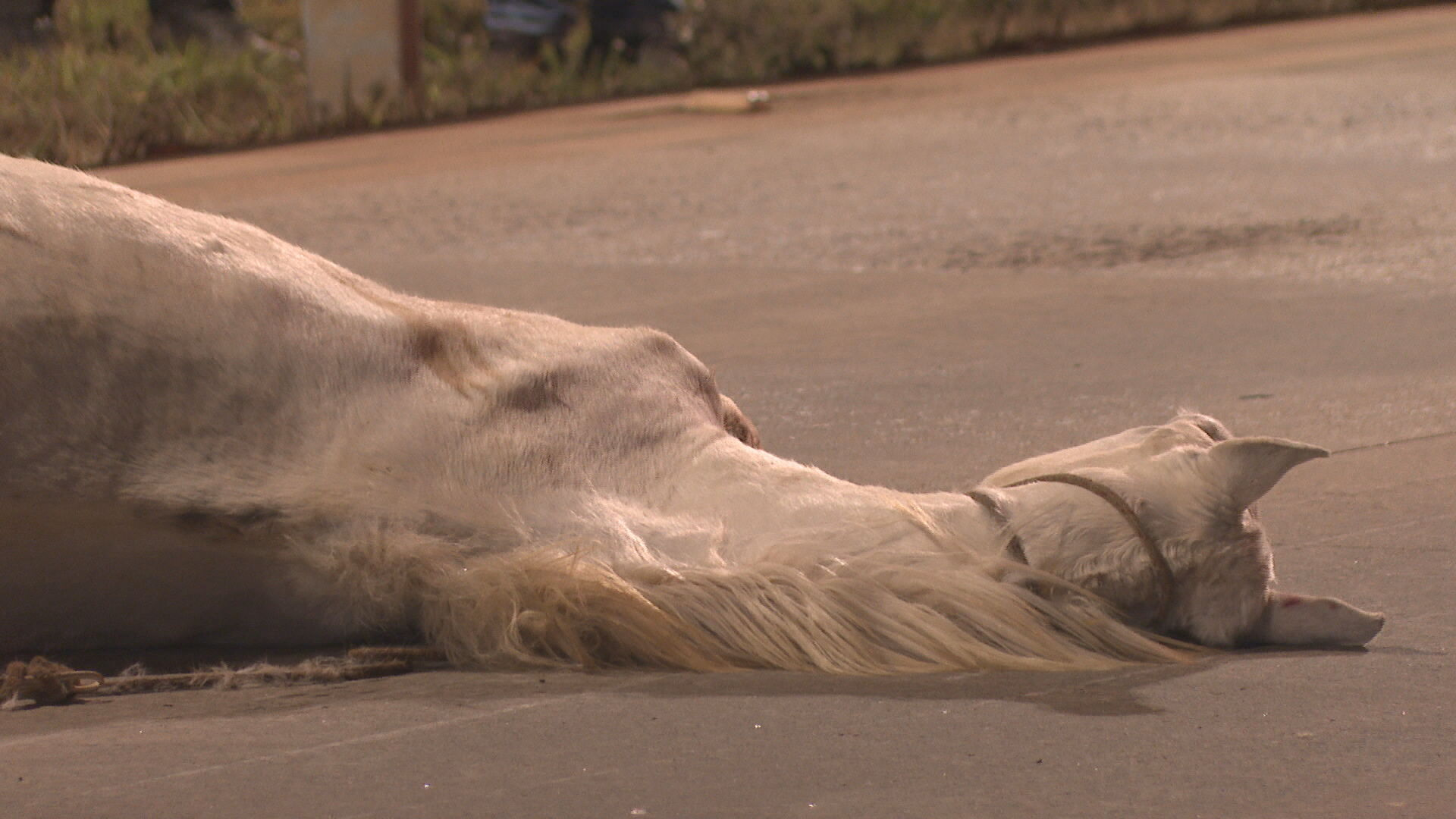Um cavalo e 13 capivaras morreram em acidentes de trânsito nesta quinta-feira (10); veja VÍDEOS