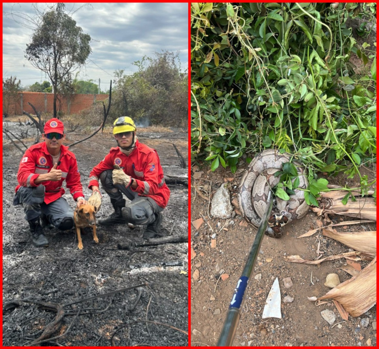 Cachorro e jiboia são resgatados de lote vago atingido por incêndio em Rio Pardo de Minas 