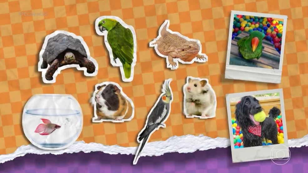 Pousada pet-friendly transforma férias de tutores e animais em experiência única — Foto: Reprodução/Tv Globo