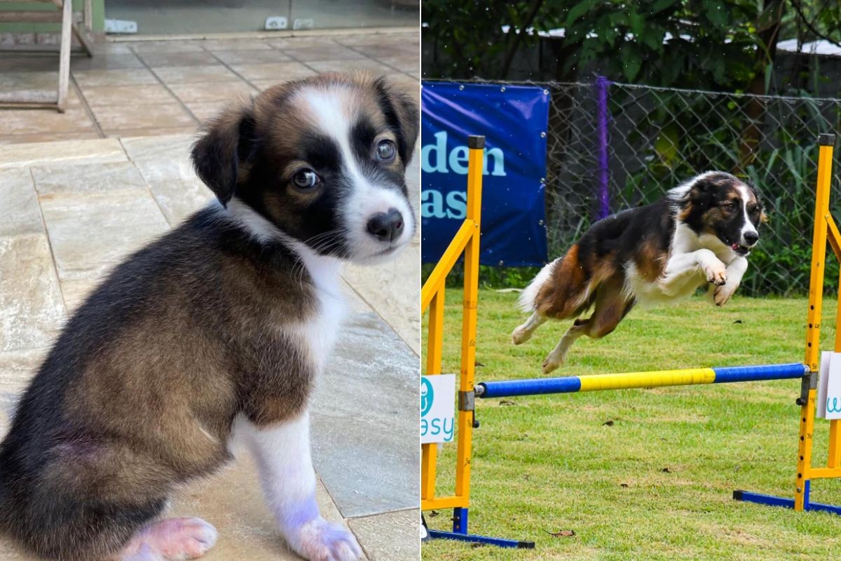 Cadela encontrada em caixa na porta de supermercado vira campeã brasileira de esportes caninos