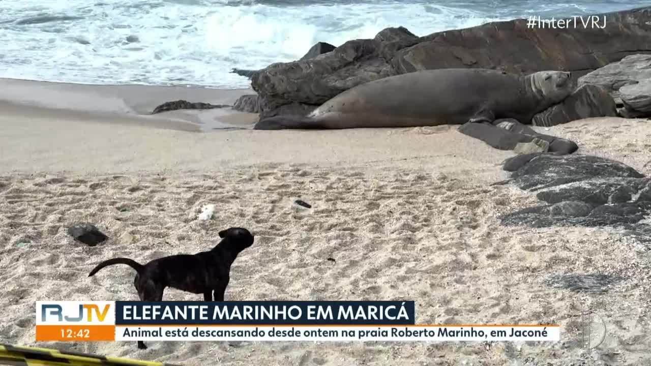 Elefante-marinho muda rota e entra para canal de Maricá 