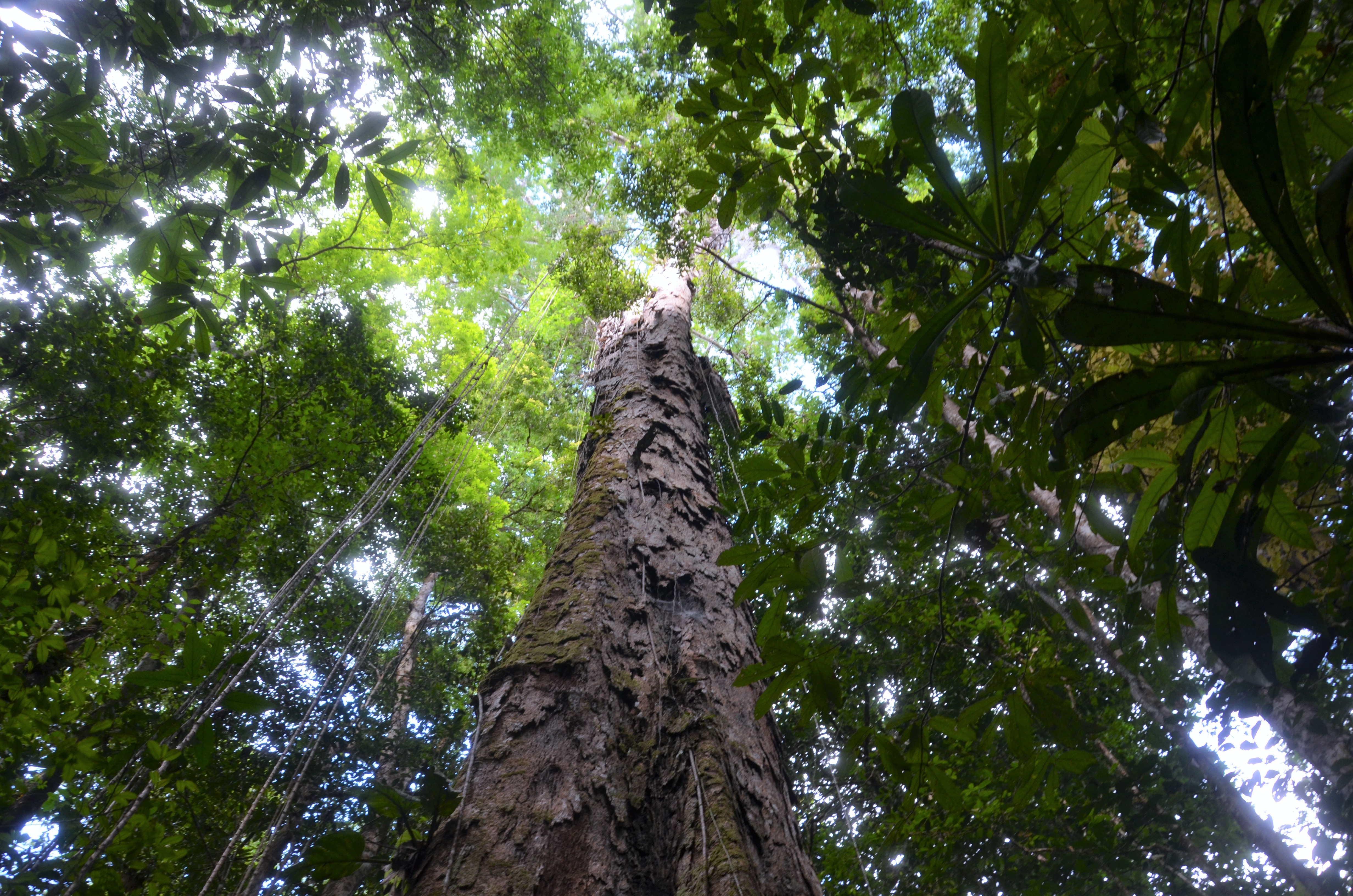 Sete árvores com mais de 80 metros no Amapá podem virar patrimônio natural, diz MP 