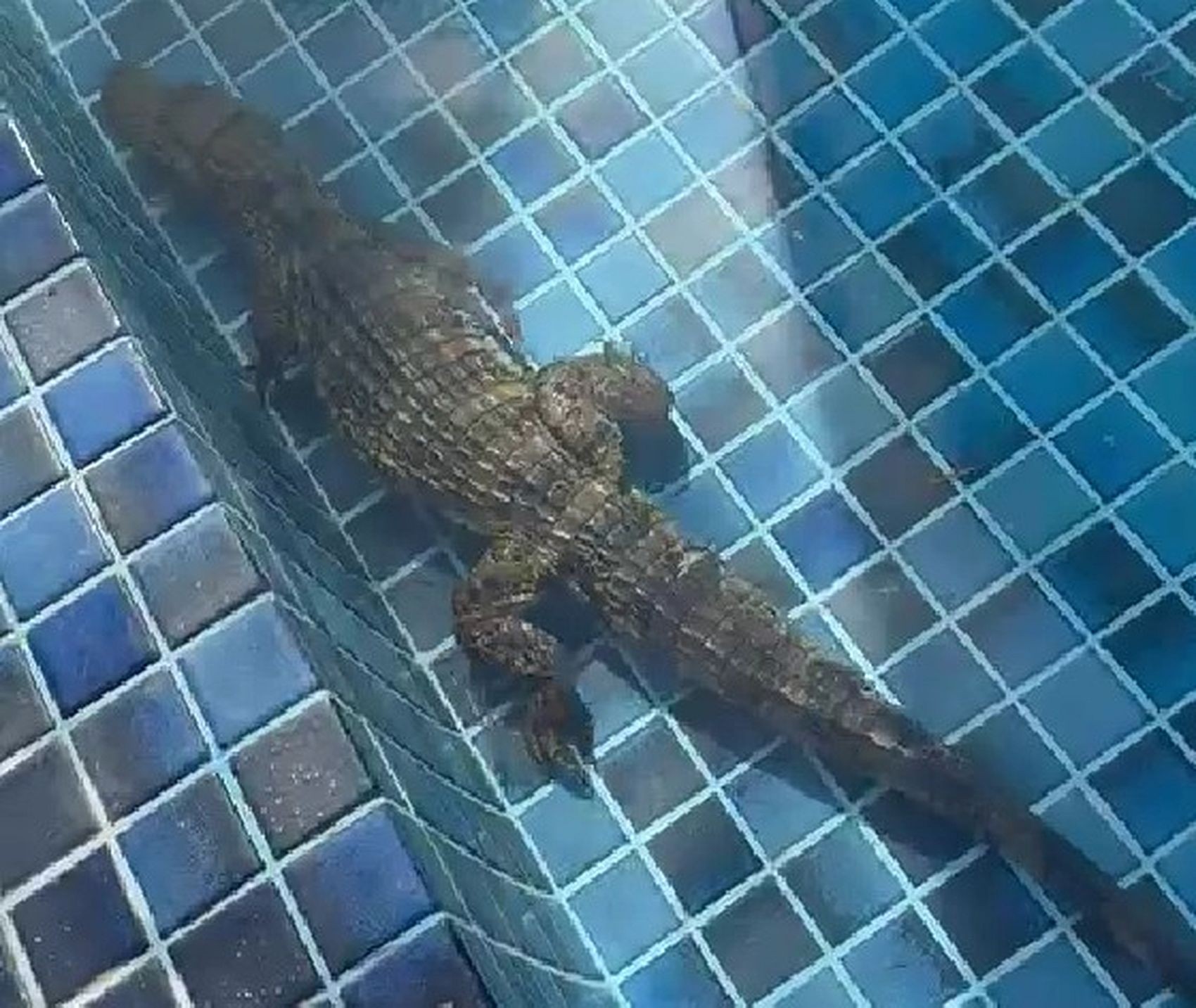 Jacaré é flagrado em piscina de condomínio na Zona de Expansão de Aracaju 
