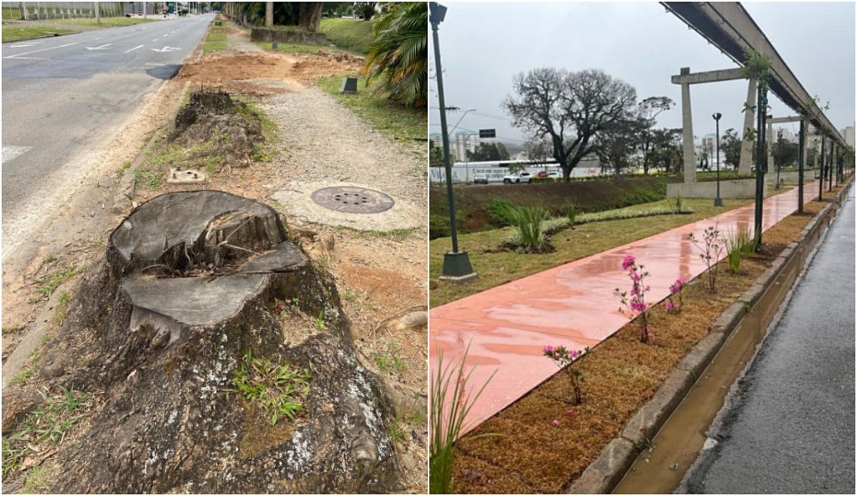Após acordo na Justiça, Prefeitura de Poços de Caldas retoma obras em avenida que teve árvores cortadas
