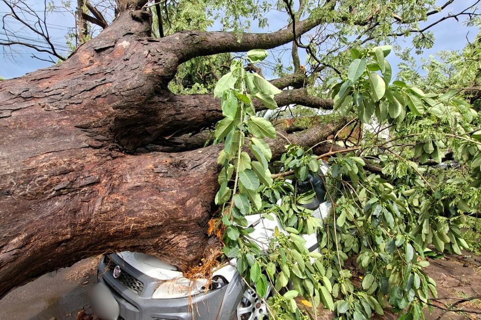 Temporal atinge região e causa queda de árvores em cima de carros em Teodoro Sampaio (SP) — Foto: Reprodução/Defesa Civil