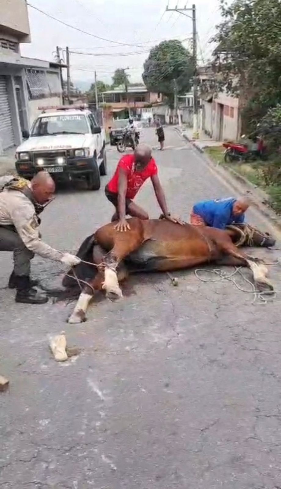 Cavalo preso em buraco é resgatado em Barra Mansa 