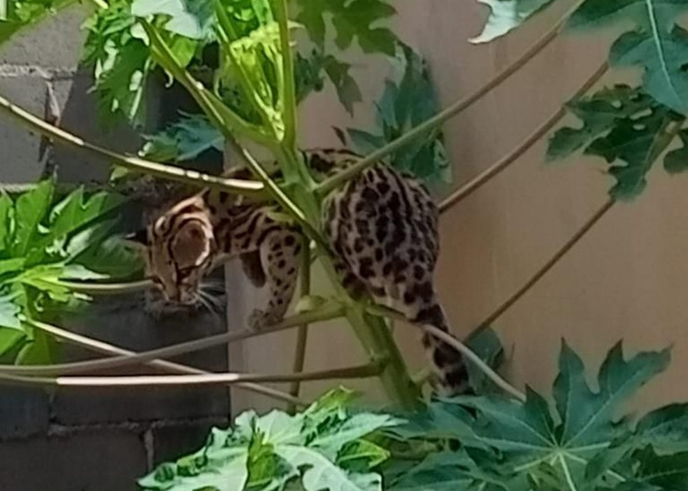 Jaguatirica foi encontrada em pé de mamão em Campo Grande (MS) — Foto: Arquivo pessoal