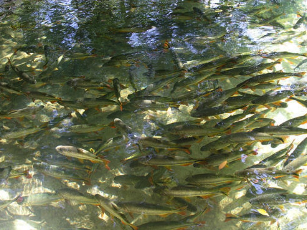 Piracema começa neste domingo (5). — Foto: Edemir Rodrigues/ Governo de MS