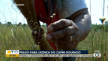 Prazo para emitir licença de trabalho com capim-dourado se encerra neste mês