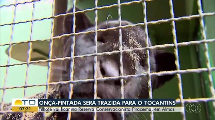 Filhote de onça-pintada deve ser levada para reserva no Tocantins