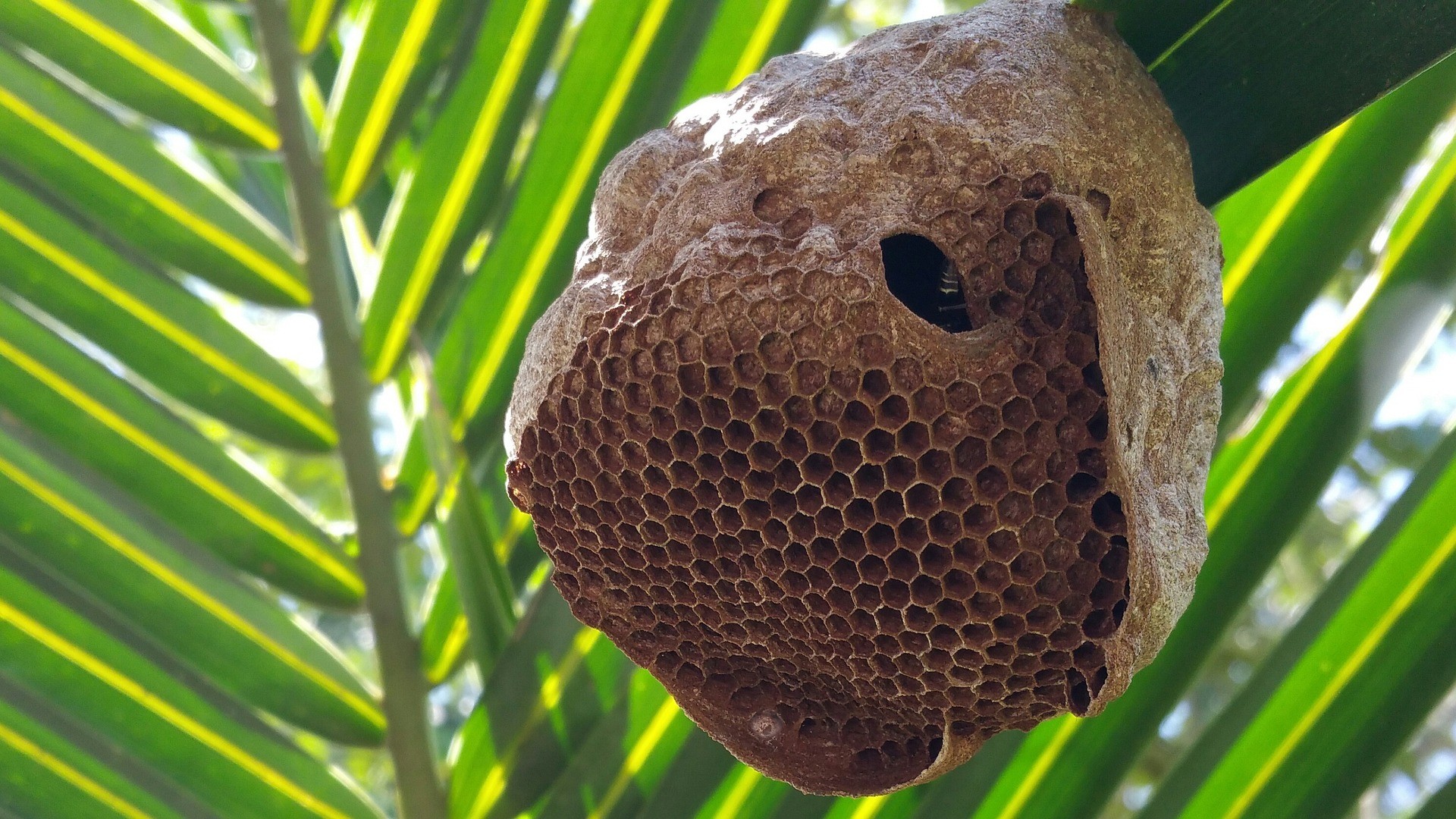 Por que abelhas constroem favos em formato de hexágono? A resposta envolve física, biologia e cooperação