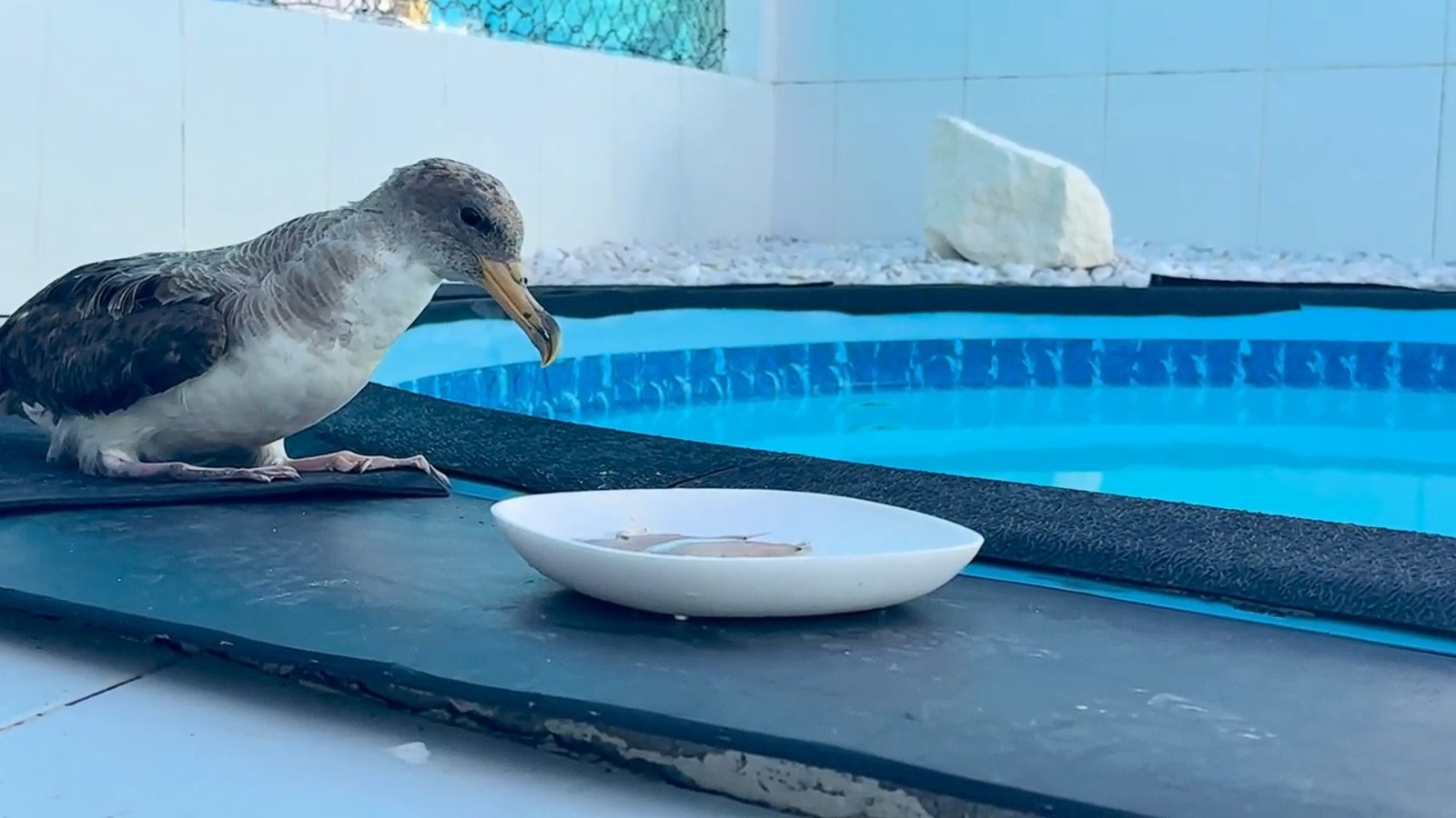 Litoral de Sergipe registra maior número de encalhes de aves marinhas em mais de 15 anos