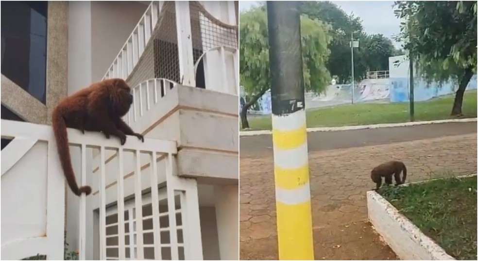 Defesa Civil de Taquarituba (SP) está trabalhando no resgate para devolver os animais à natureza — Foto: Reprodução