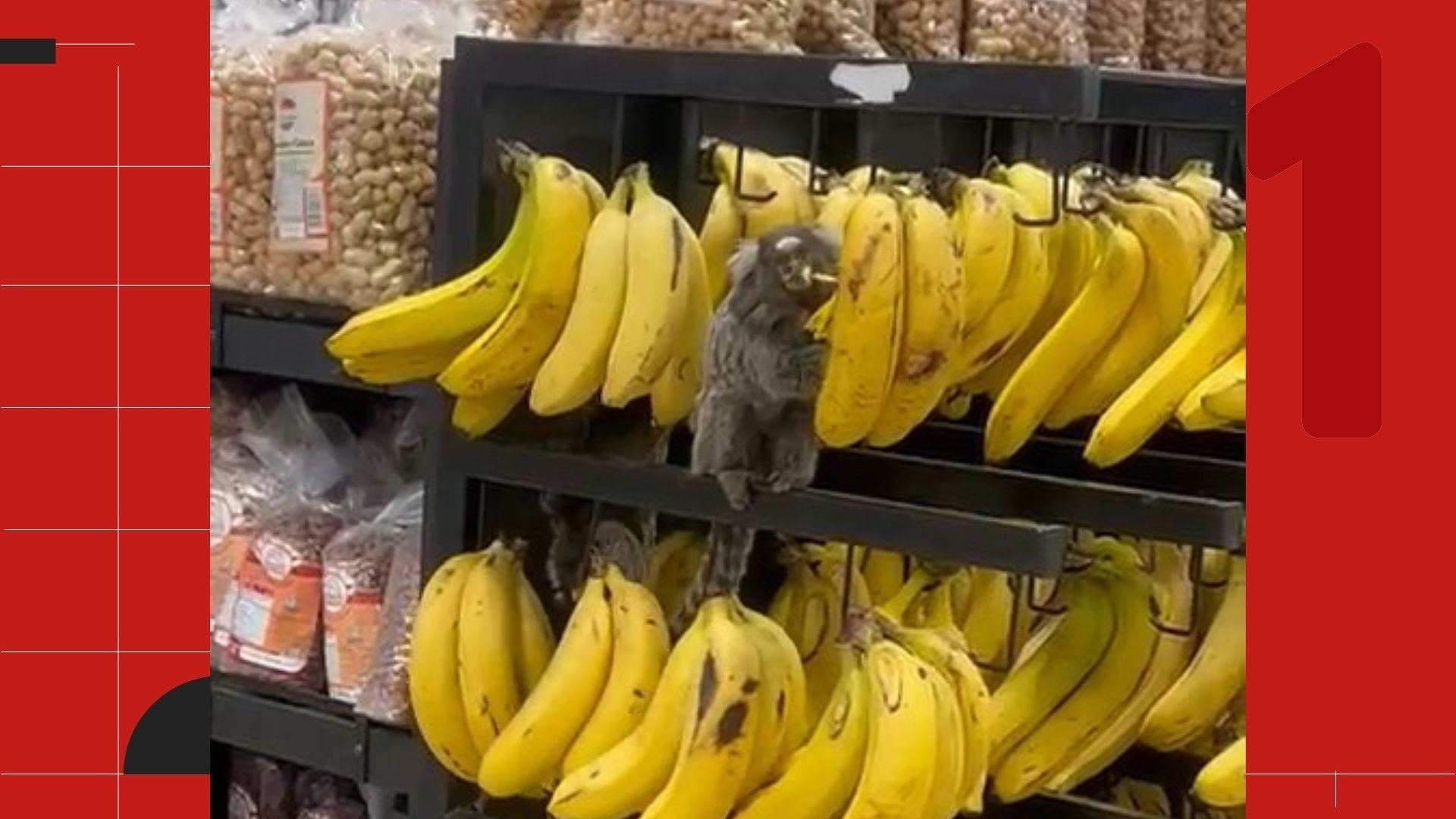 VÍDEO: saguis invadem supermercado e 'fazem a festa' em banca de bananas, em Cachoeiro