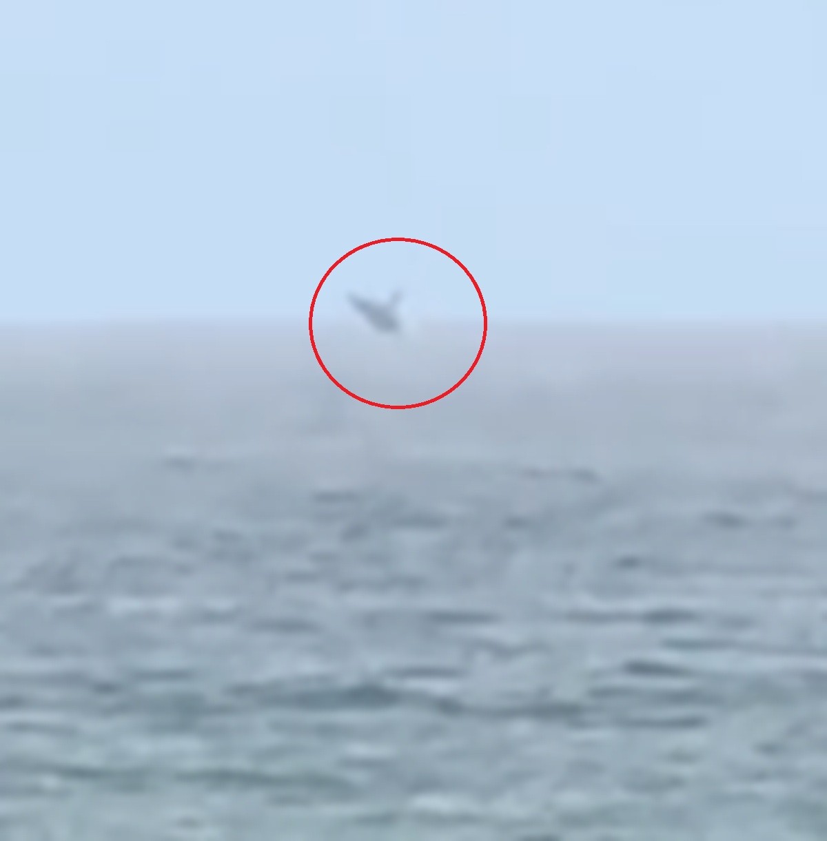 VÍDEO: baleia jubarte é flagrada na praia de Jatiúca, em Maceió
