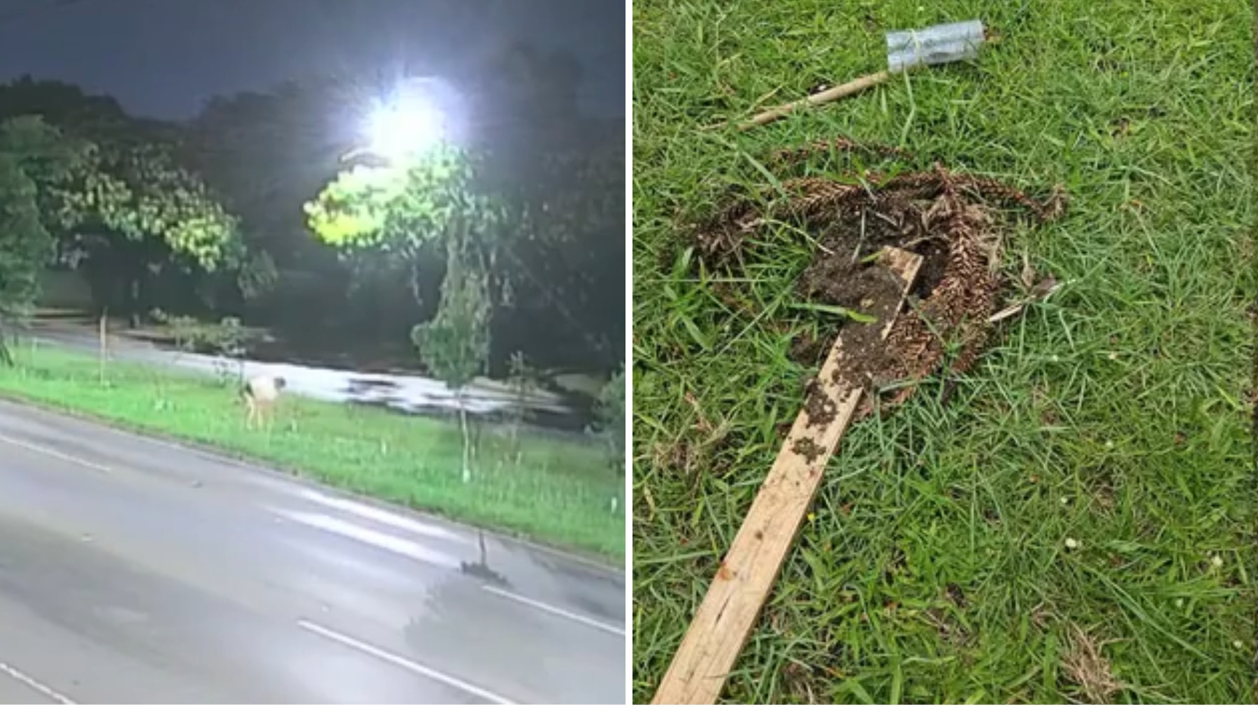 Mulher que arrancou árvores em Curitiba duas vezes alegou que estava sob efeitos de remédios e álcool, diz delegado