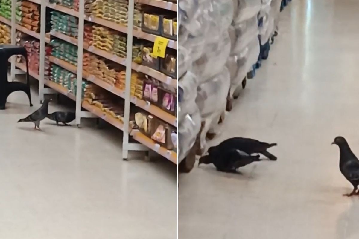 Vídeo mostra pombos comendo produtos em hipermercado no litoral de SP: 'Enojada', diz cliente