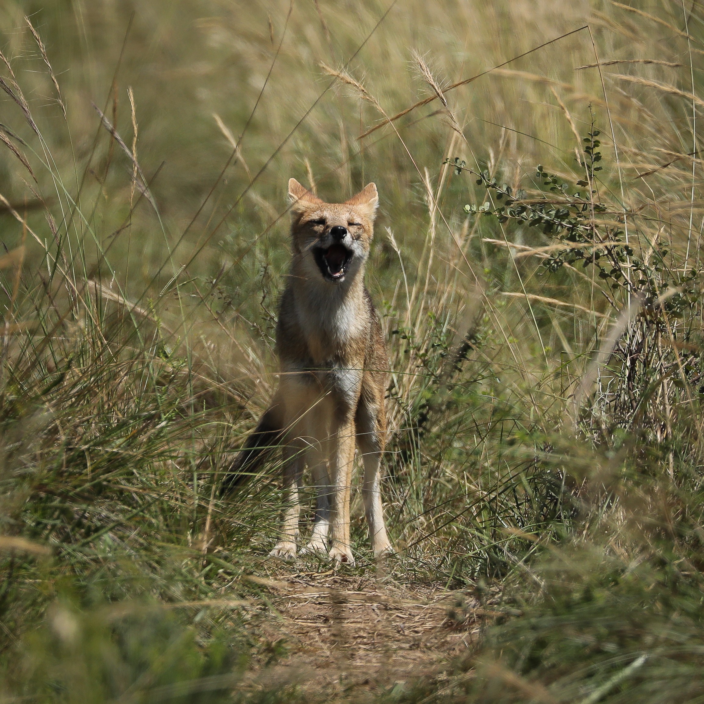 ‘Grito do sorro’: pesquisador registra vocalização do graxaim-do-campo 