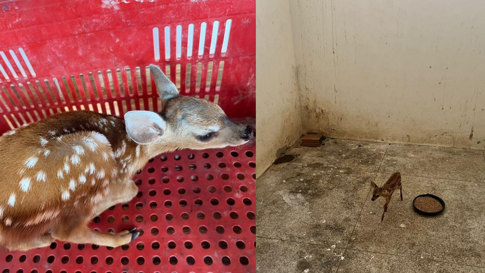 Filhote de cervo é resgatado após fugir de queimadas no Piauí