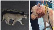 'Se não fosse ele, uma tragédia podia ter acontecido': pitbull enfrenta onça-parda dentro de casa e protege família em condomínio em SP