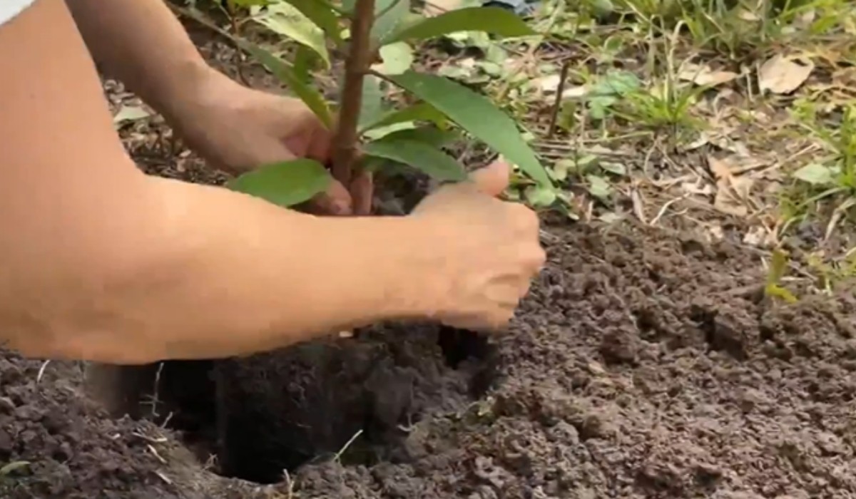 41 anos da Fundação Rede Amazônica: plantio de mudas é realizado em comunidade de Manaus 