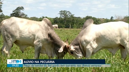 Preço da arroba do boi gordo tem aumento nas últimas semanas