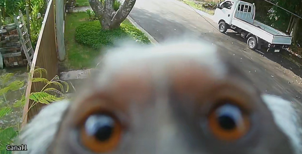 VÍDEO: sagui 'curioso' analisa câmera de segurança instalada por morador de Jundiaí