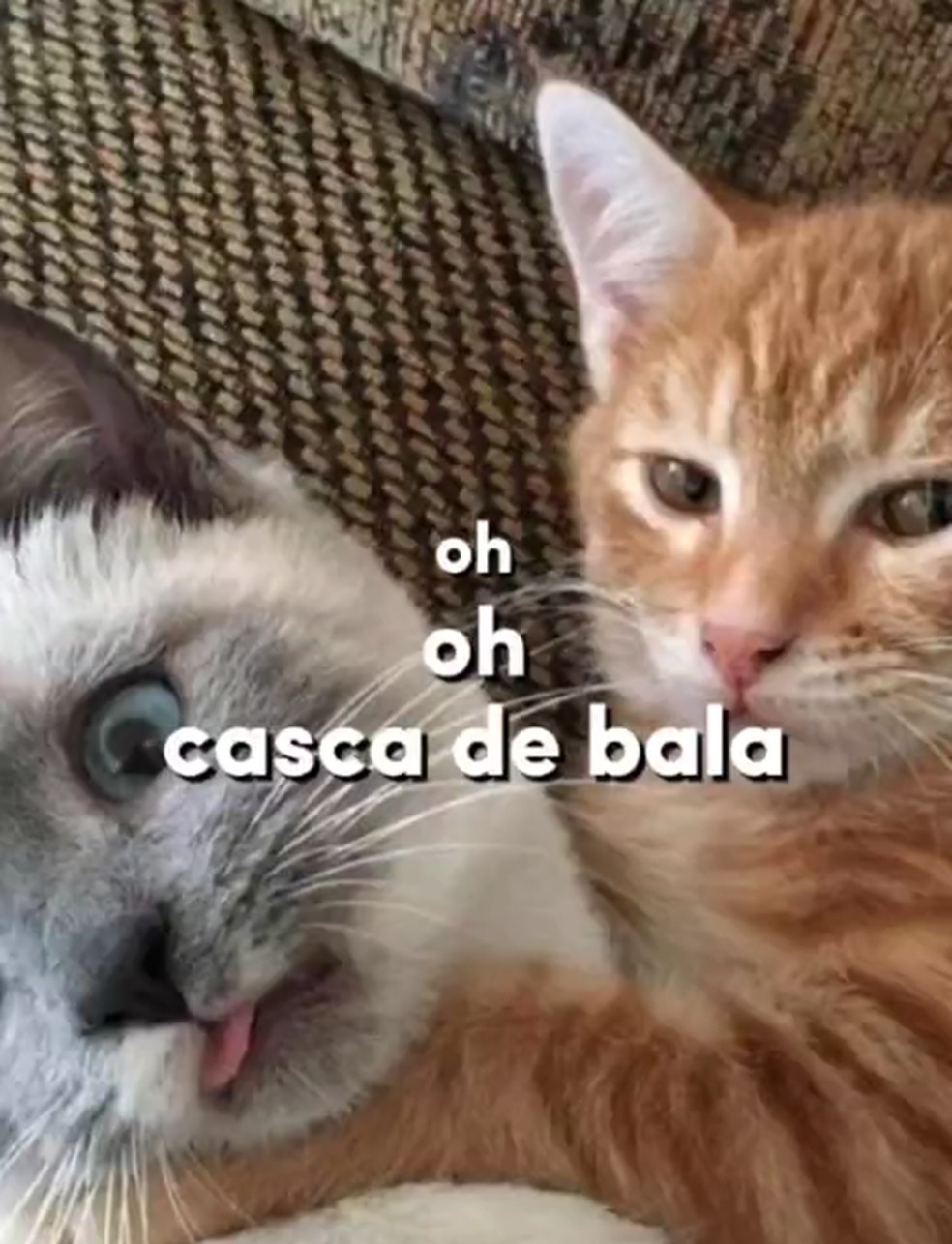 Meme 'Casca de bala' — Foto: Reprodução/TikTok