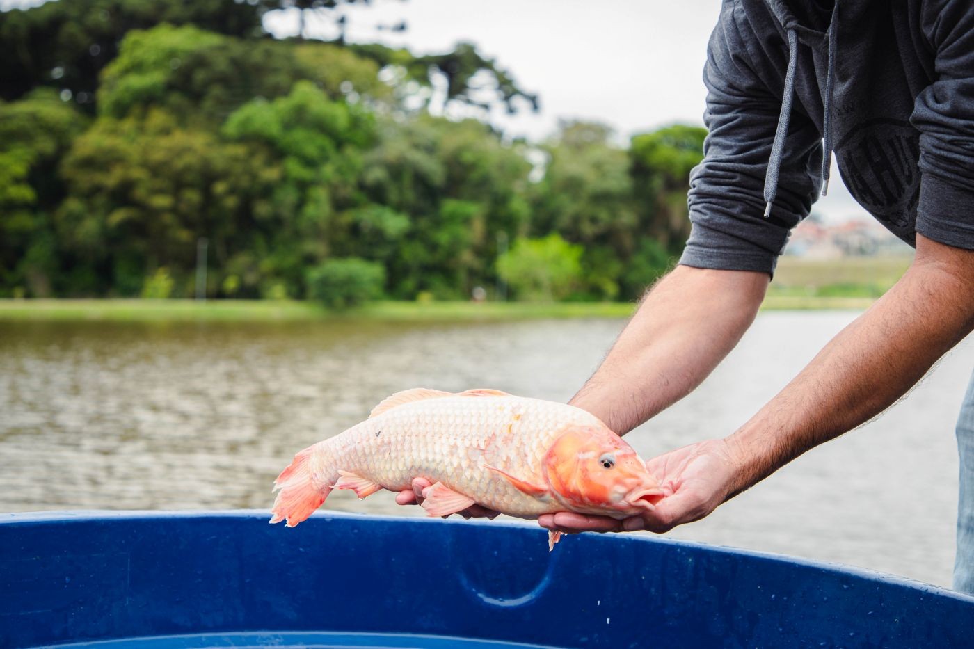 Mais de 2t de peixes foram soltos no lago do Parque Verde