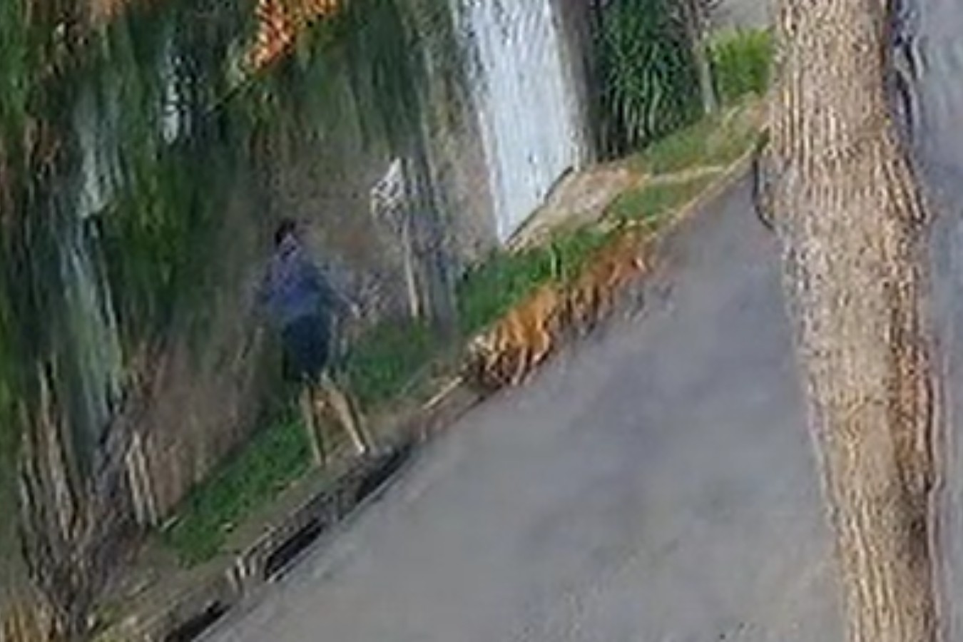 Cachorra é atacada por pitbulls em Monte Mor