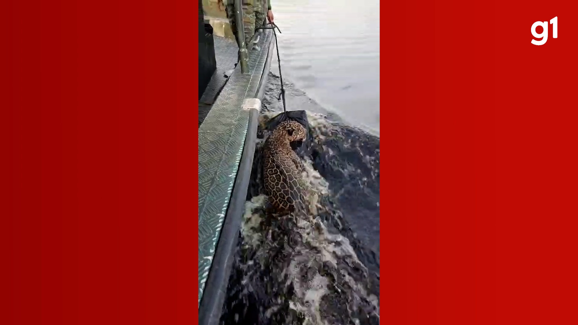 VÍDEO: Onça é resgatada após passar horas nadando no Rio Negro, em Manaus
